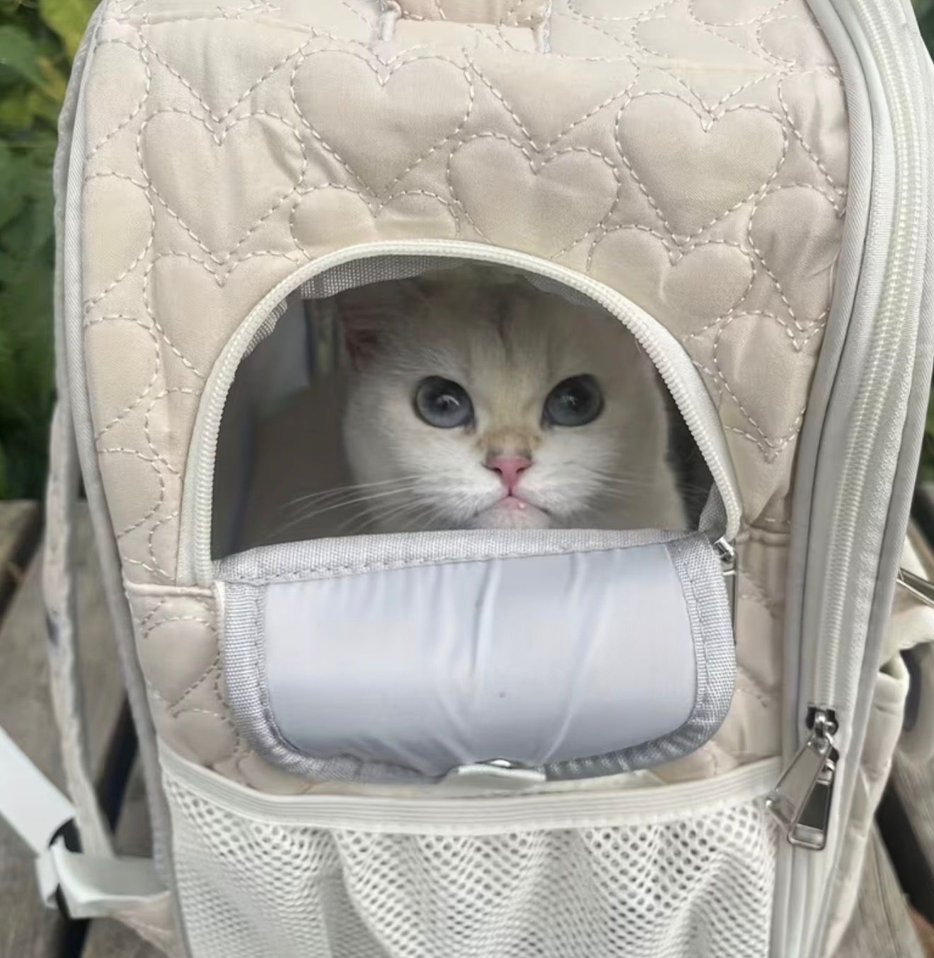 Scandinavian Cat Carrier